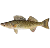 walleye
